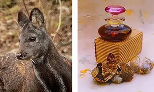 چرا در اکثر عطرها از مشک استفاده می شود