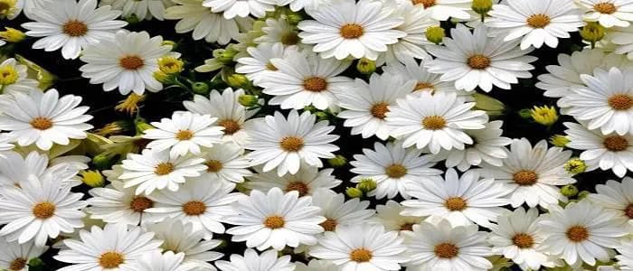 عطر با رایحه گل سفید