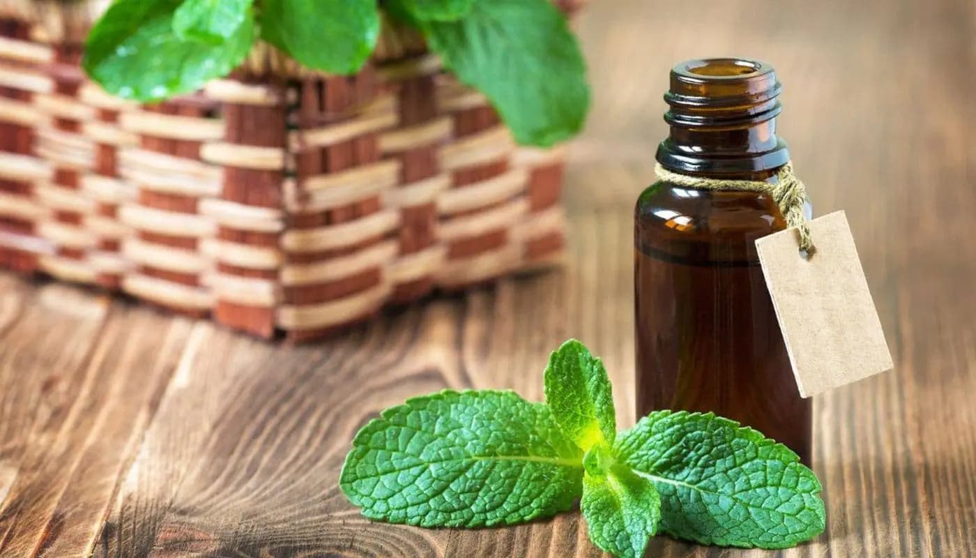 نعناع در عطر سازی